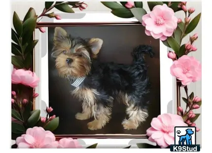 a yorkshire terrier dog sitting on a ledge